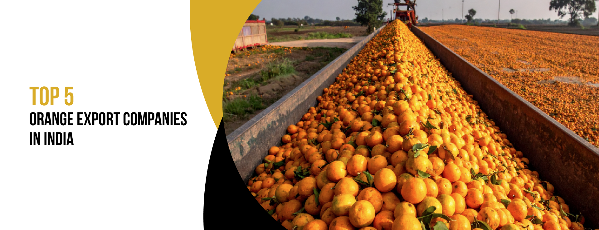 Orange export companies