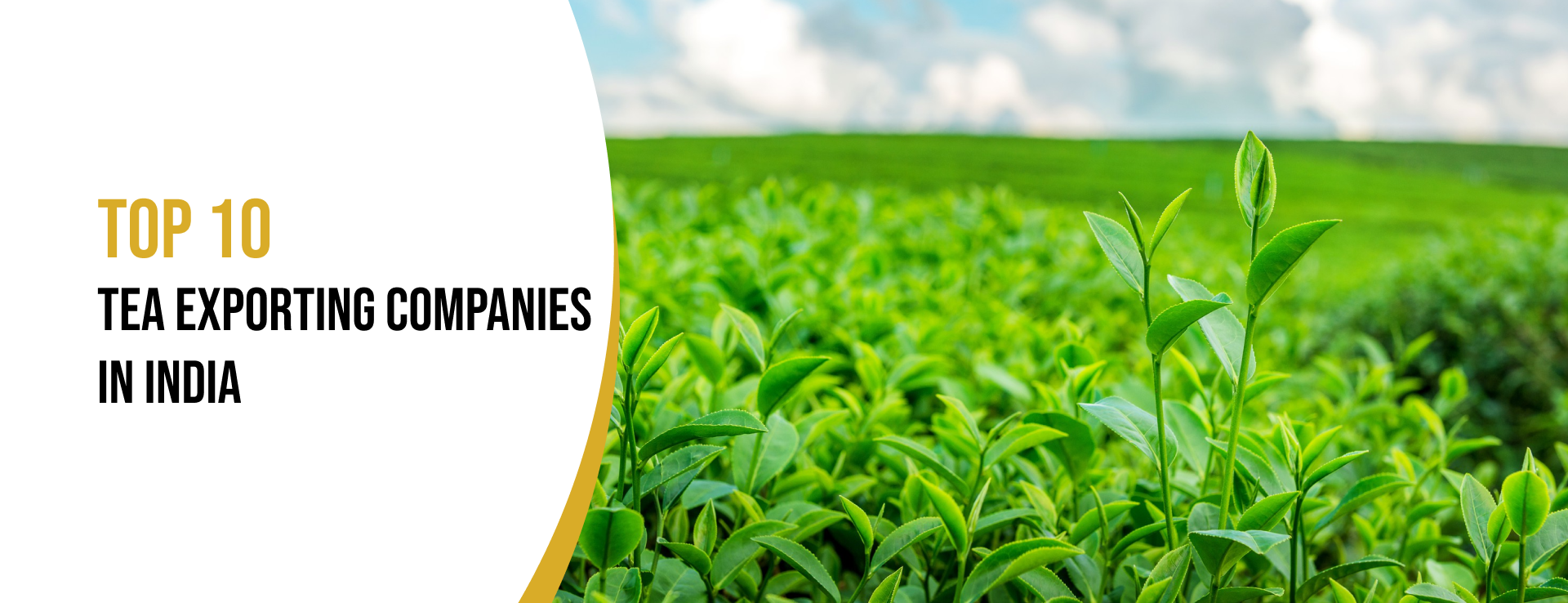 tea export india