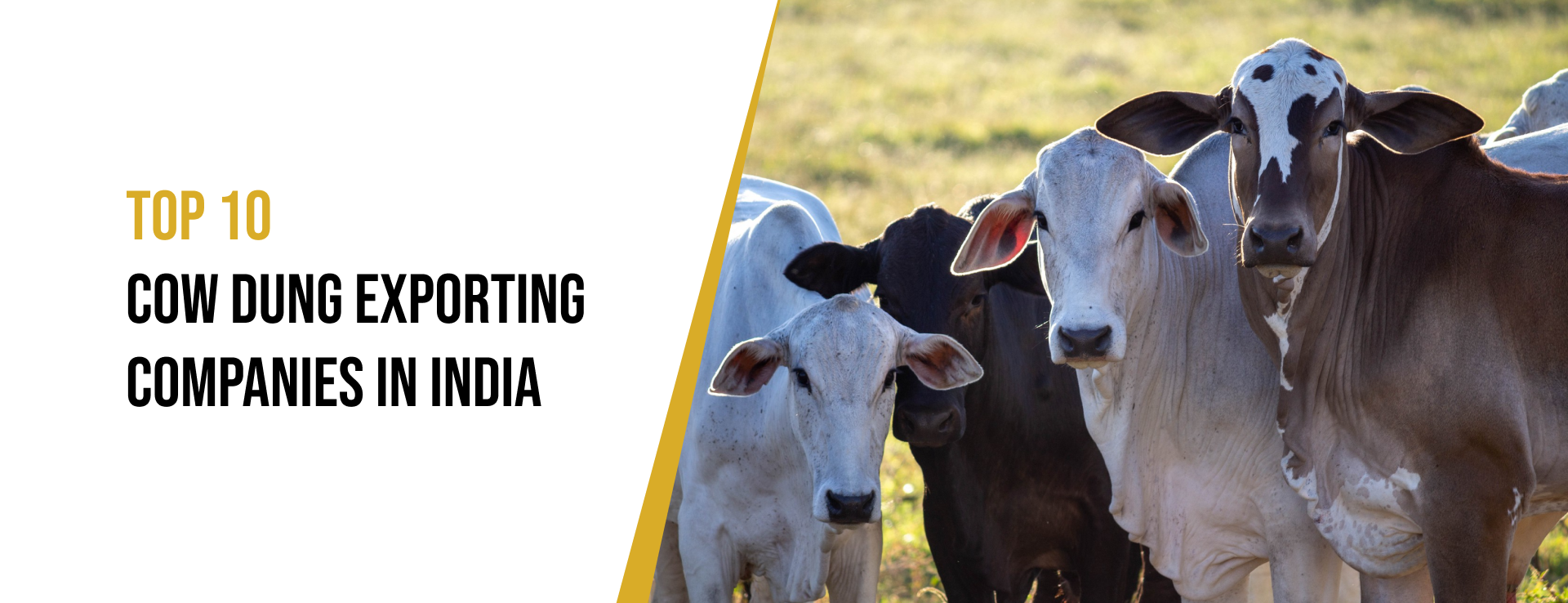 Cow Dung Export Companies