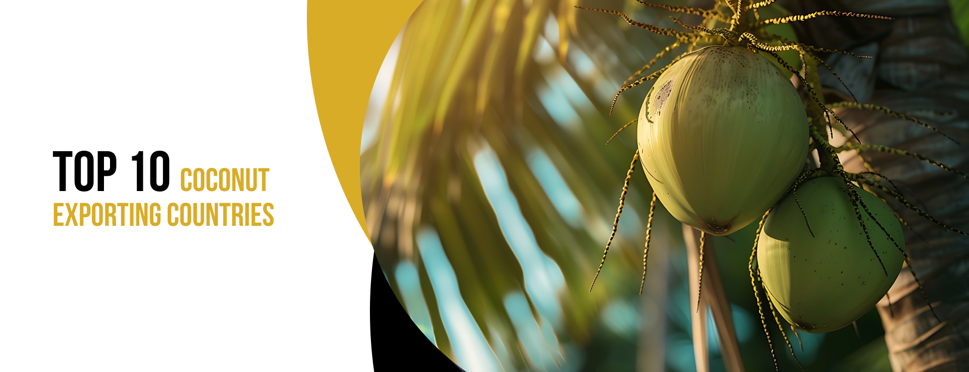 coconut export