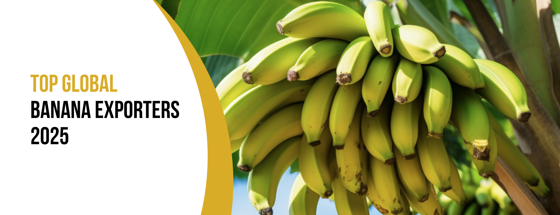 banana exporters