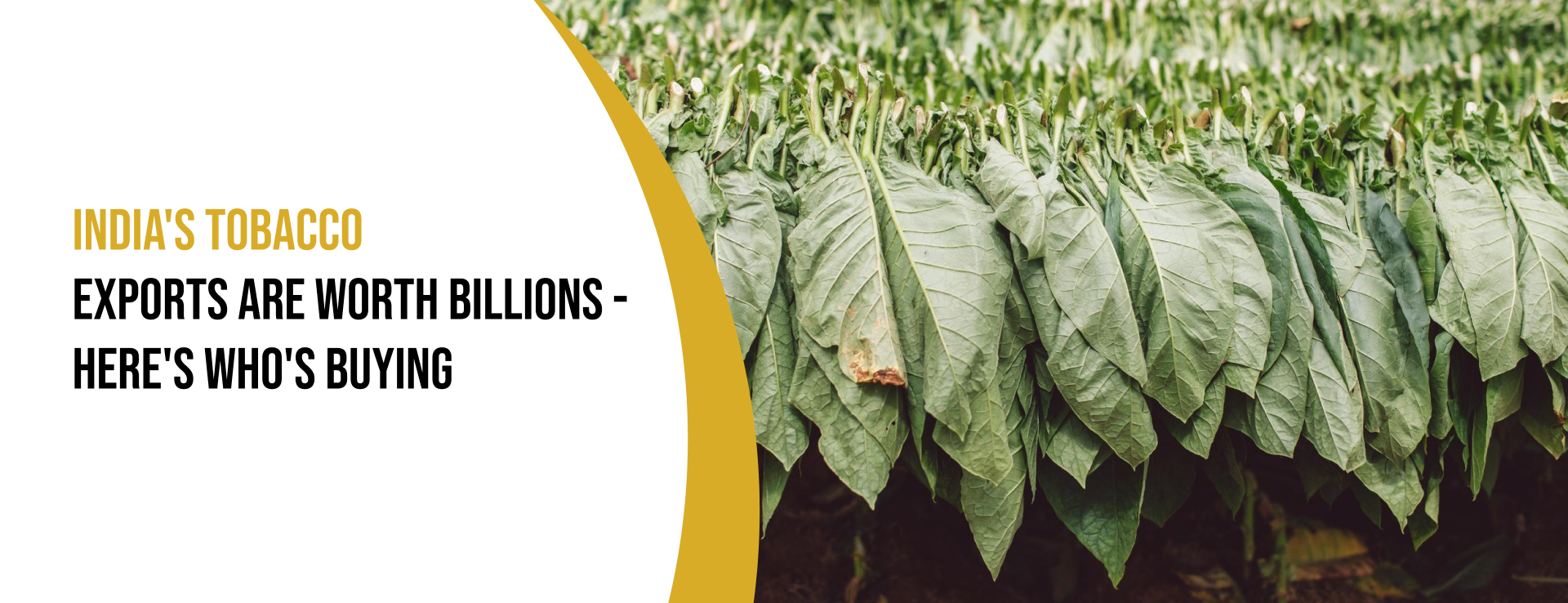 Indian Tobacco Exports